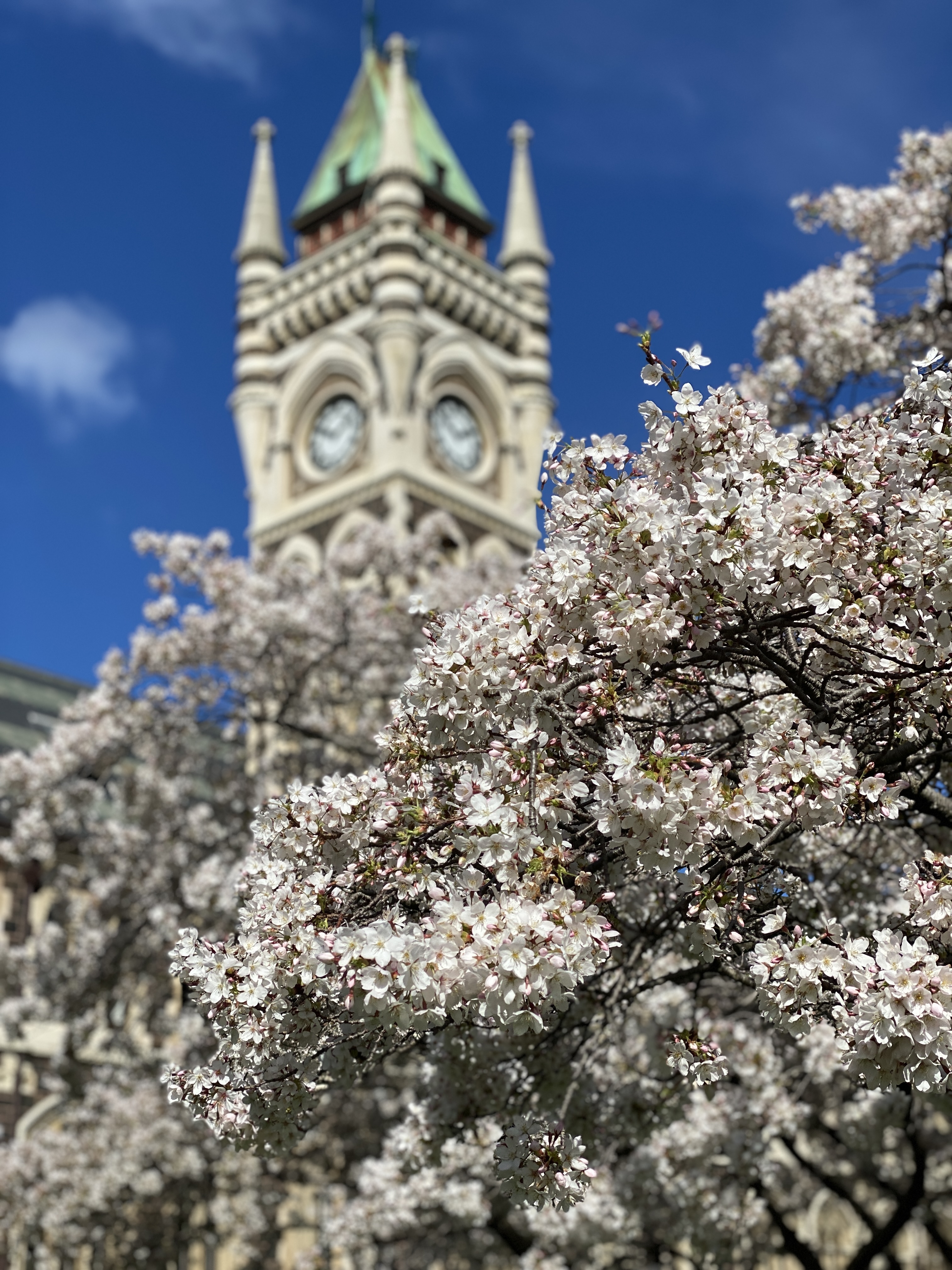 Closeup of cherry blossom with clocktower in the background