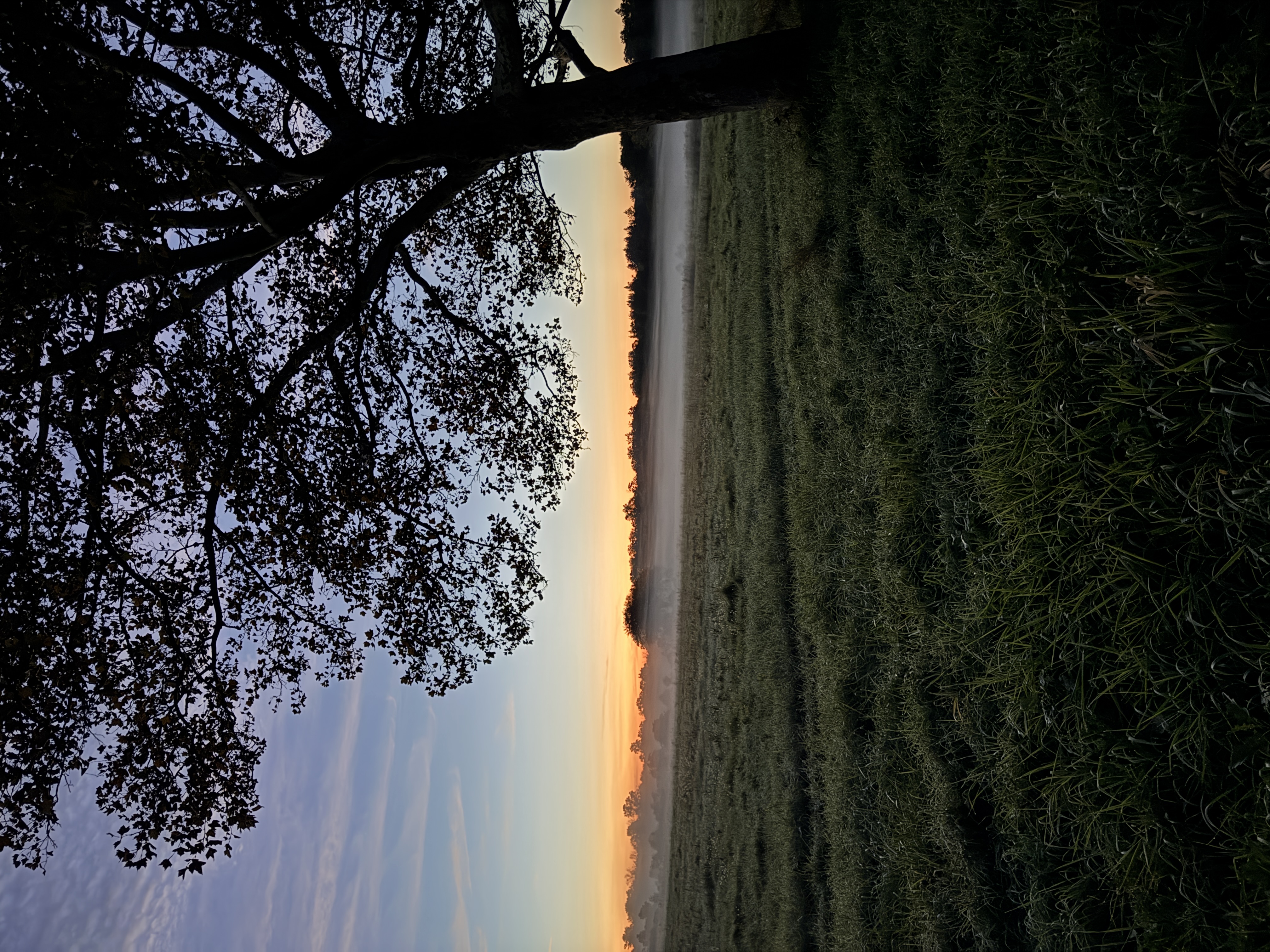 Sunrise over a misty field