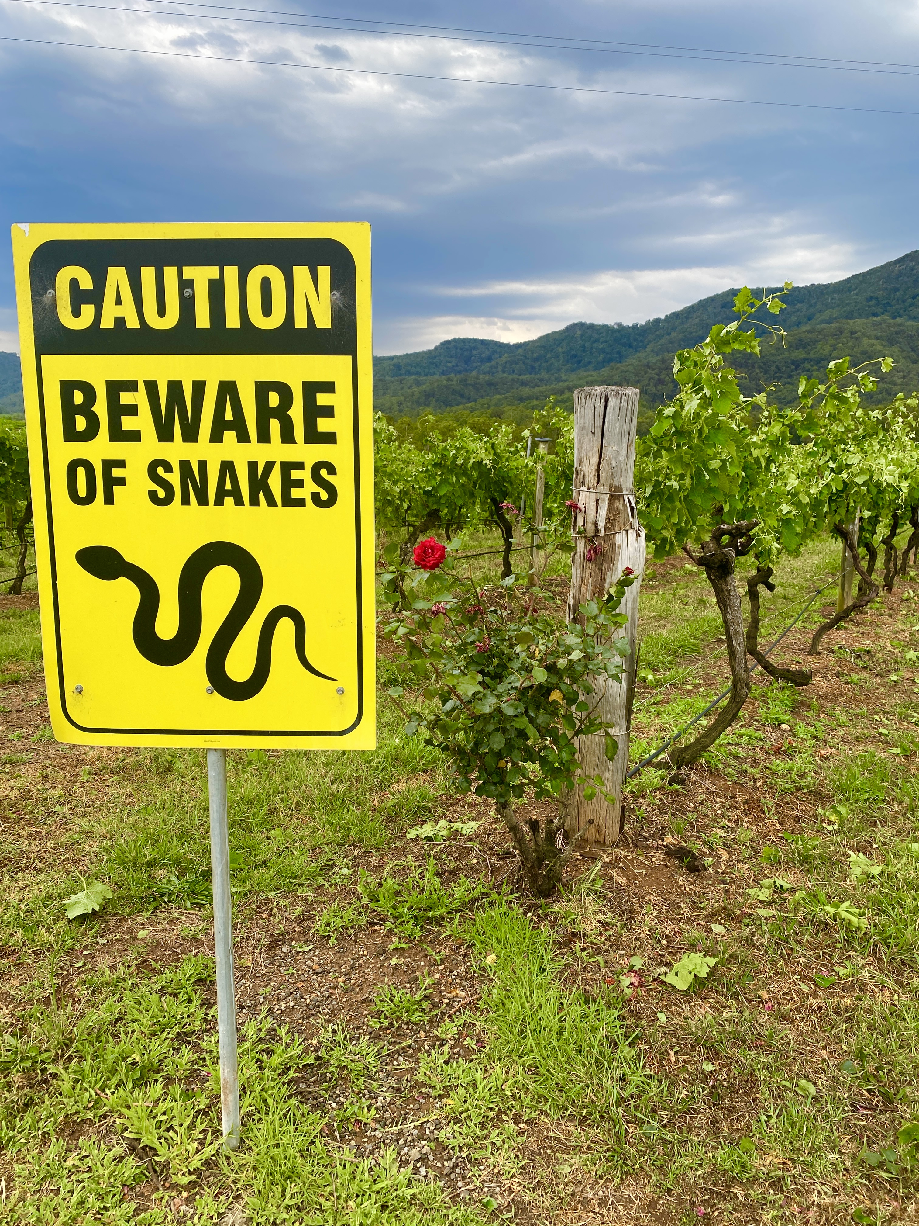 Grape vines with a warning sign in the foreground