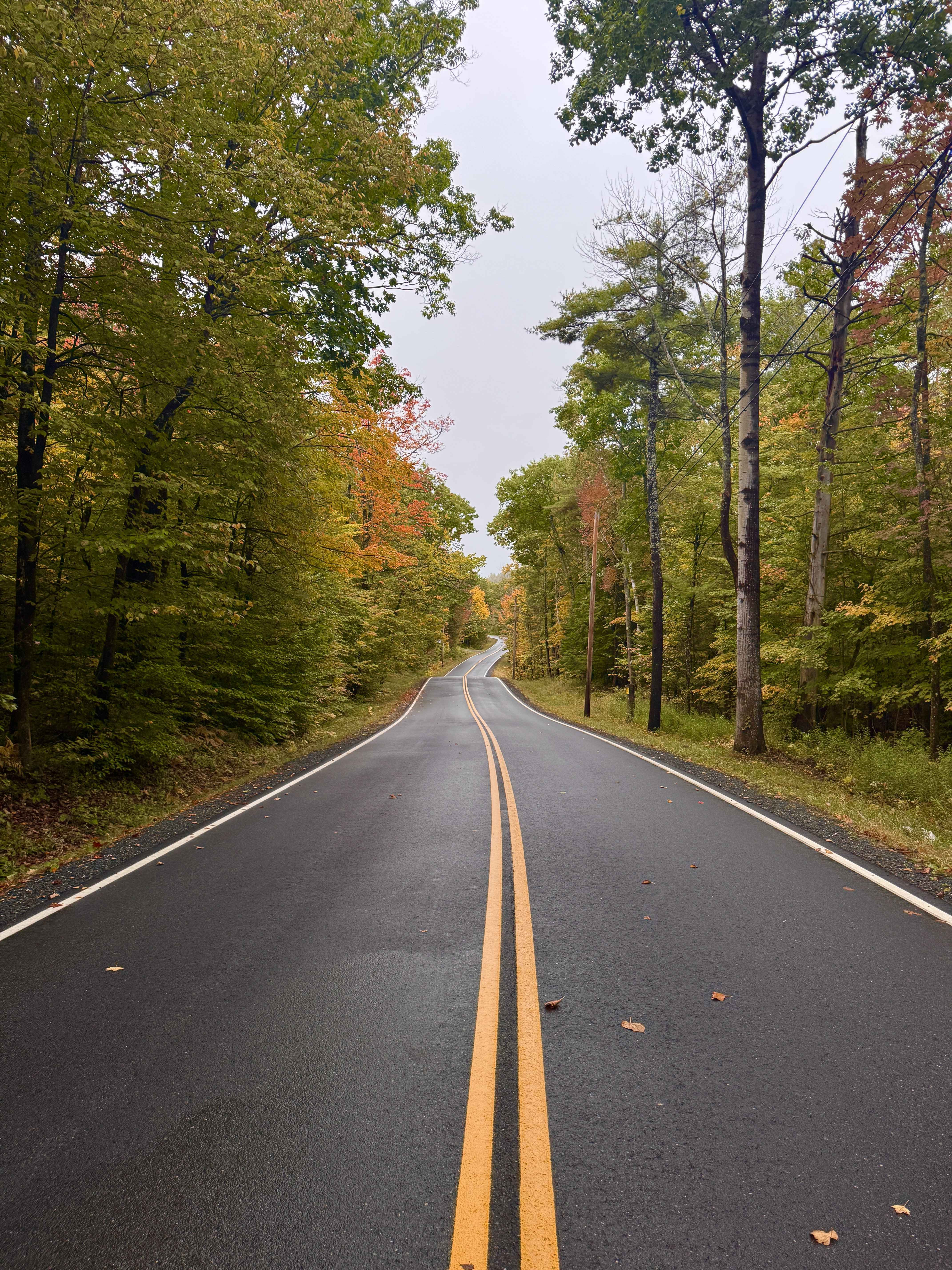 Autumn colours on a tree-lined road