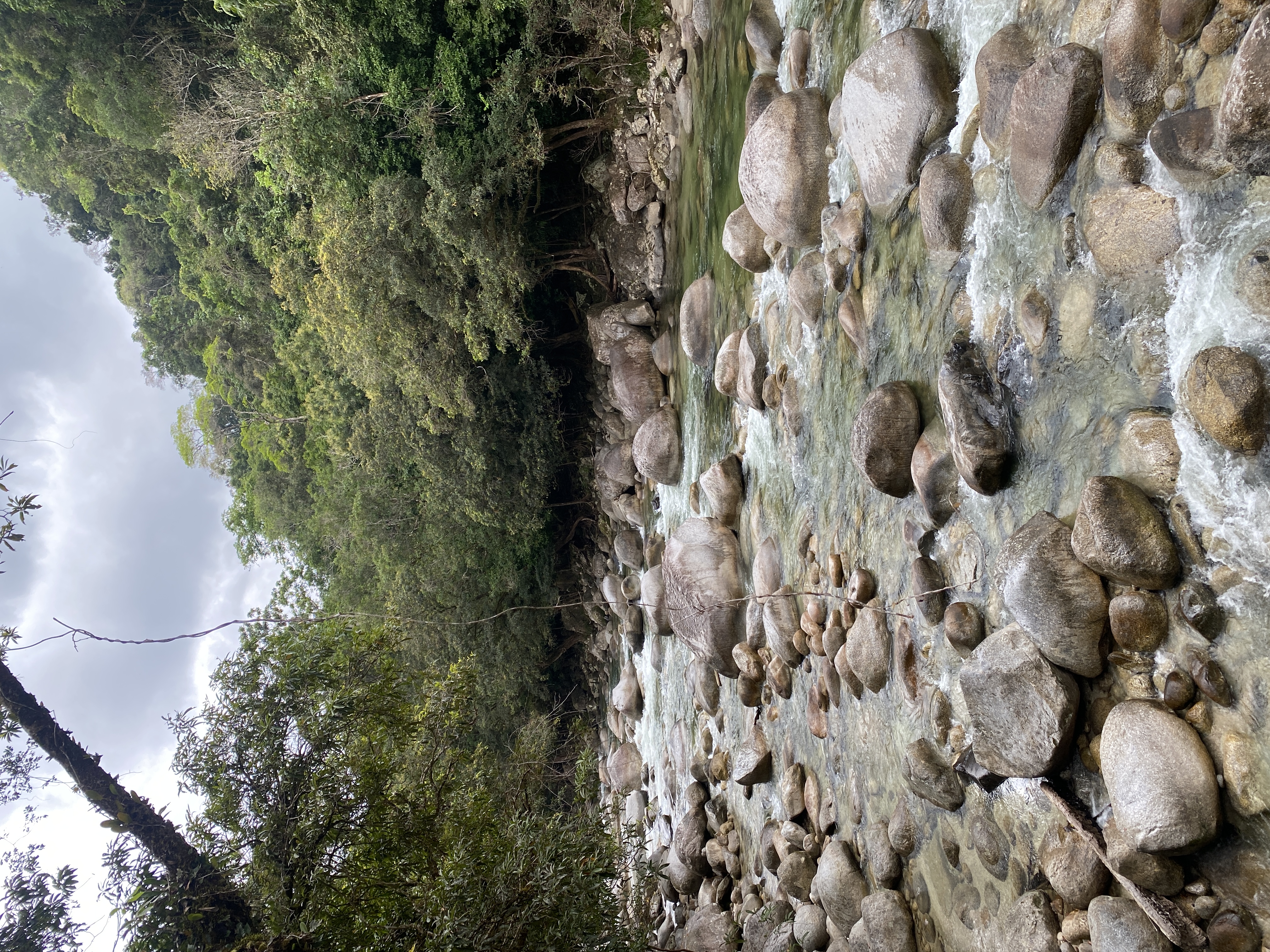 Water flowing gently over boulders surrounded by rainforest