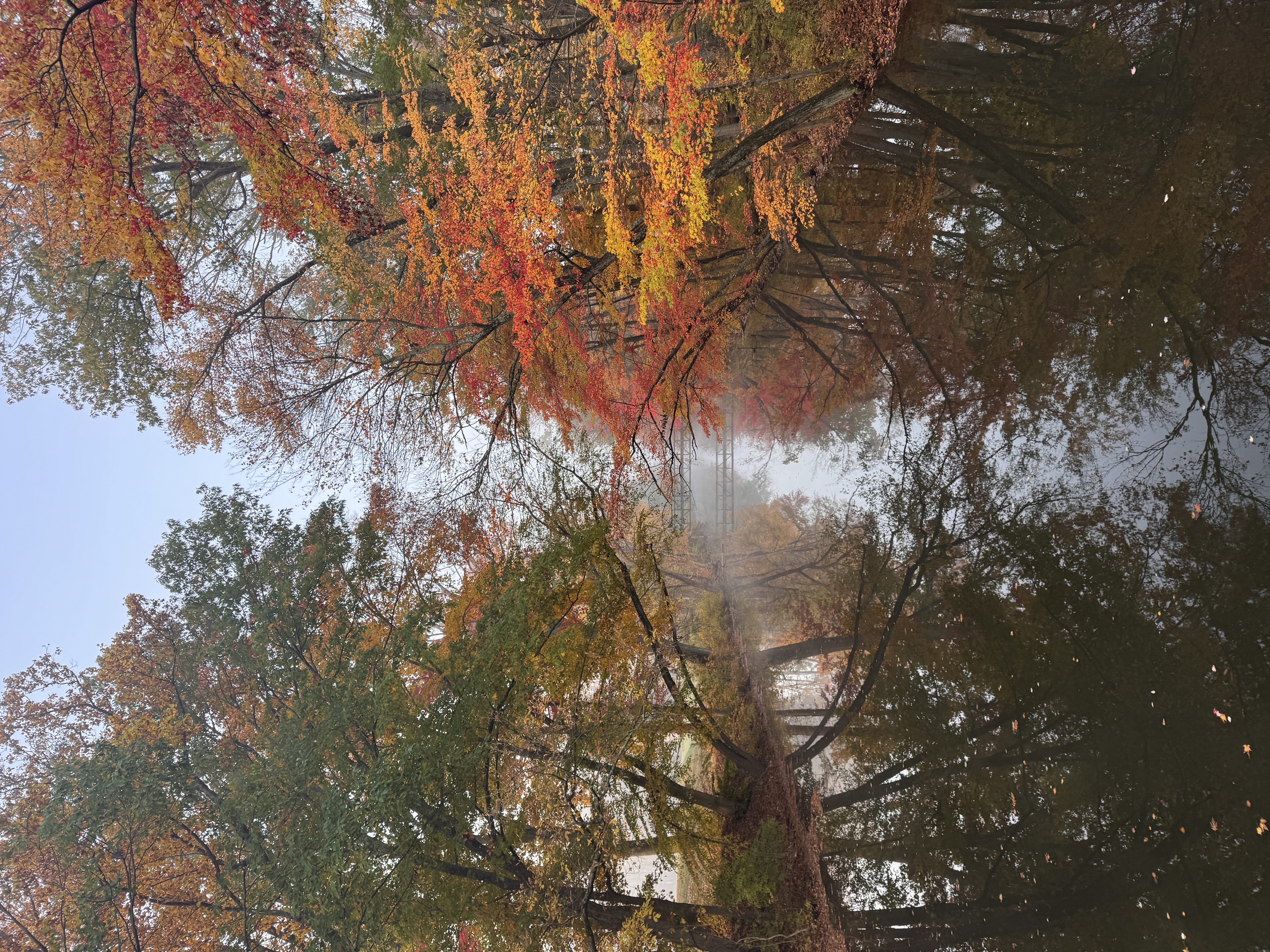 Autumn trees reflected in still water
