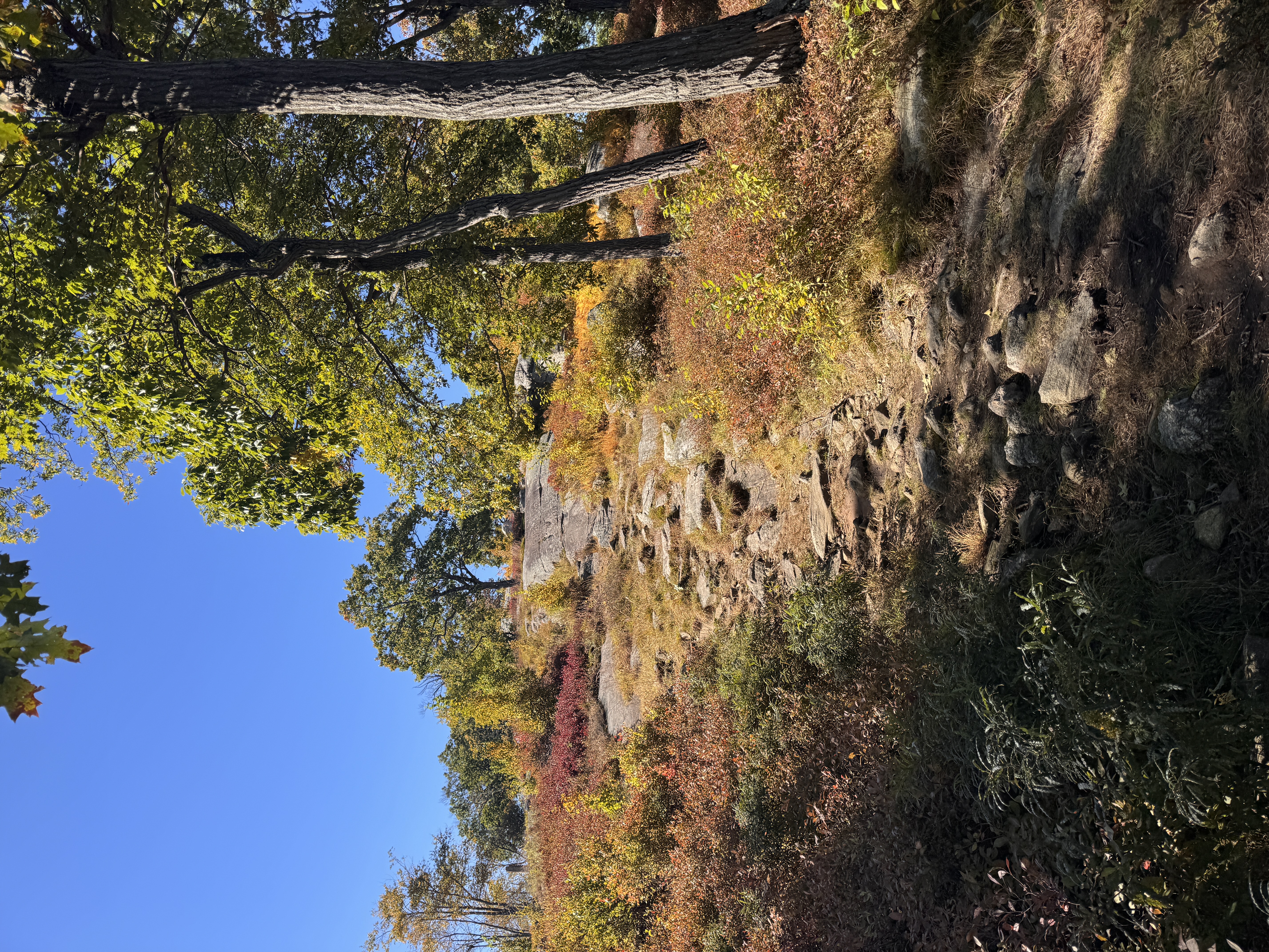 Trees and grasses below a clear sky